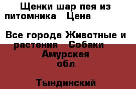 Щенки шар-пея из питомника › Цена ­ 15 000 - Все города Животные и растения » Собаки   . Амурская обл.,Тындинский р-н